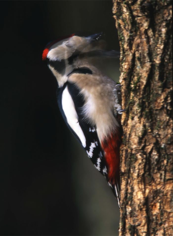 Dendrocopus maior